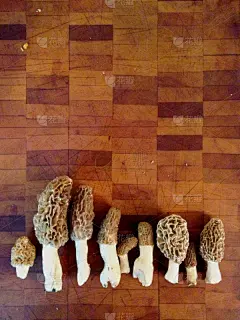羊肚菌,案板,垂直画幅,住宅房间,厨房,森林,野生植物,食用菌,觅食,摄影