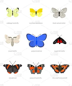 蝴蝶,字体,图标集,垂直画幅,海报,图像,组物体,小的,红纹蝶,孔雀