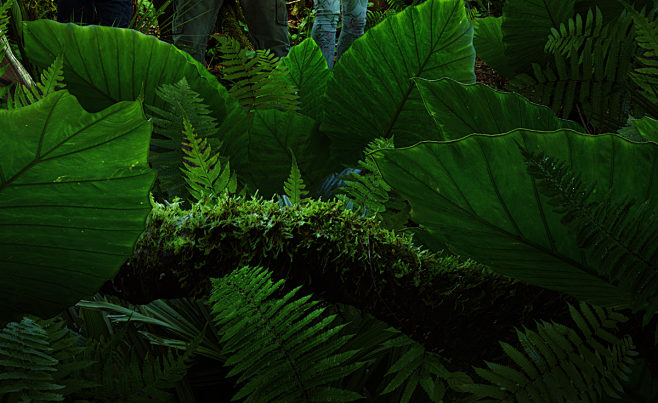 热带雨林 热带植物 背景 素材 户外素材