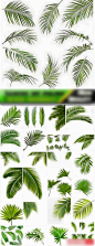 植物绿色的热带棕榈树的叶子高清图素材25个Jpg合集2015091104-淘宝网