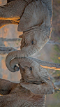 南非卡帕马私人野生动物保护区的大象 (© Simon Eeman/Getty Images)


2020-07-24

 4253
