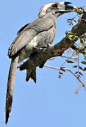 Grey Hornbill