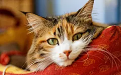 萌宠呆萌猫咪电脑壁纸下载-壁纸下载-www.pp3.cn