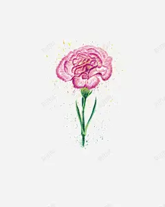 插画鲜花高清素材 康乃馨 手绘 插画 鲜花 元素 免抠png 设计图片 免费下载
