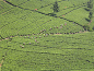 Black tea - Wikipedia, the free encyclopedia