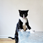 I am Cheeto. A cat. New York City.