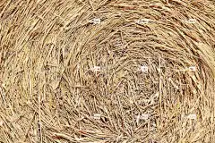 质地 自由背景 稻草 Windows壁纸 背景 干草 4K壁纸