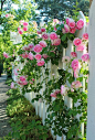 Pink Roses on a White Picket Fence: