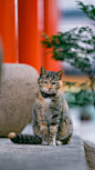 无锡惠山寺中的小师妹。
#寺庙里的猫# ​​​​