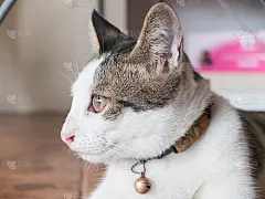 可爱的小猫坐着