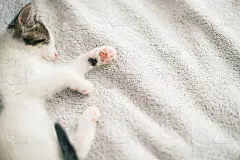 可爱的小猫睡在柔软的床上。可爱的瞌睡小猫在毯子上的肖像。甜美的梦
