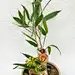 Ikebana - Latte II: 