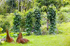 菜园,美,水平画幅,无人,夏天,户外,草,植物,彩色图片,山