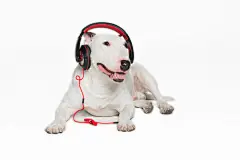 点击来源直接获取大图文件 |puppy bull terrier wearing black headphones,sitting.