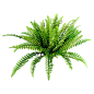 植物 (1)