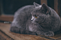 猫  二胖 吃货的猪仔  绝世杰摄影