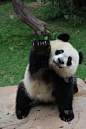 中国,熊猫,幼兽,大熊猫,小熊,毛绒绒,嬉戏的,熊,竹,野生动物