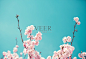 Cherry Tree In Spring