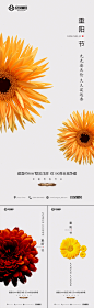 【素材能量站】海报 房地产 中国传统节日 重阳节 简约 花 系列|296253 