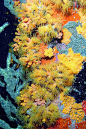 Sponge and Soft Coral