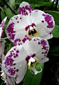 ~~Orchids Galore by Puzzler4879~~