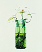 #水彩# Dane Lovett.植物与瓶子
