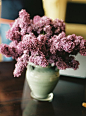 紫丁香 lilacs ——舒小姐花房
