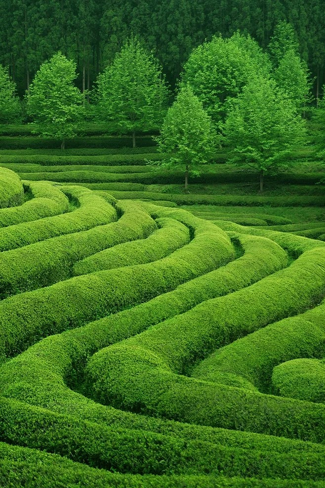 大面积茶田1