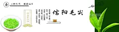 信阳毛尖  - 源文件下载【酷图网】毛尖设计,茶叶毛尖,信阳毛尖,毛尖海报,茶叶