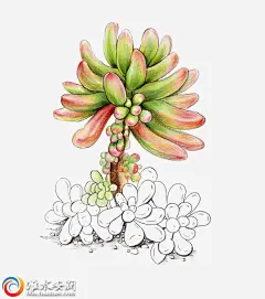 植物高清素材 多肉 手绘 免抠png 设计图片 免费下载
