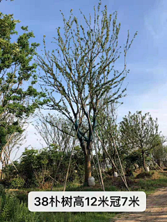 RebecaaYANG采集到植物规格