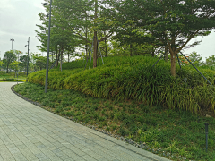 yunaaaa采集到公园植物景观