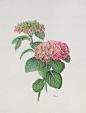 hydrangea （绣球花）