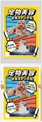 宠物美容宣传猫狗彩色波普风海报