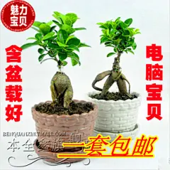 【本全鑫旗舰店】一盆包邮 人参榕小榕树创意绿植物盆栽 榕树苗 小榕树盆栽