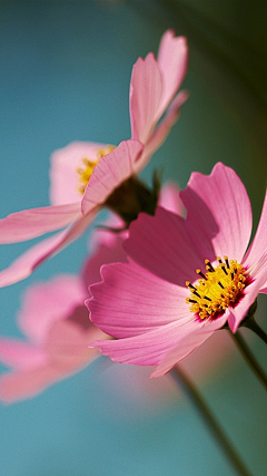 ♡小蝴蝶♡采集到春暖花开