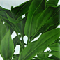 plant painting - Google 搜索