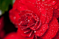 【美图分享】Wayne Jackson的作品《Dew on Red Begonia》 #500px#