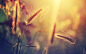 sunset nature summer wheat macro  / 2560x1600 Wallpaper