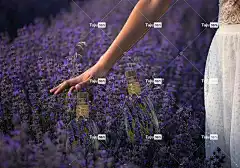 春天 薰衣草 花朵 自然 美丽的花朵 花壁纸 花园 香味