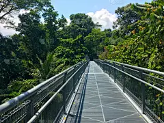 新加坡,山脊,小路,南,天空,美,水平画幅,山,热带雨林,行人_4657170847