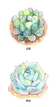 堆樱桃的丸子采集到❀草