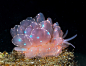 神奇动物+1：发光的海蛞 造物主的神奇 ​​​​