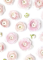 Product Styling and Photography by Shay Cochrane | www.shaycochrane.com | pink ranunculus, pink florals, blogger images, wedding planners, styled stock, SC Stockshop: 