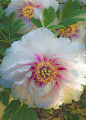 ~~Peony by Allen Rokach~~