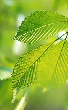 清新护眼绿色植物手机壁纸