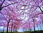 一树一树的花开，人间四月天，连空气都是淡紫色。
