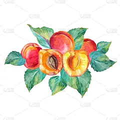 水彩组成杏与绿色的叶子。红色，黄色，橙色手绘水果孤立在白色的背景。夏天的甜食。剪贴画菜单，贴纸，壁纸