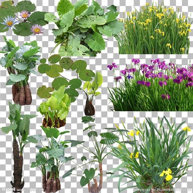水生植物、景观素材、河边植物。-花瓣网