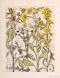 《大不列颠群岛的野生花卉图谱》 | by ：Adams Isabel

#绵羊工作室##绵羊水彩# ​​​​